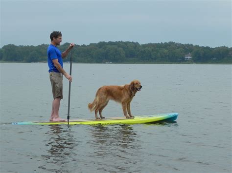 Sup dog - When I teach the dogs to surf on a SUP, first I take them for a paddle on my SUP in the flat water, get the dogs use to the board, I tell the dogs when they can jump on or off the board, give the dogs clear instructions to sit, stay, or jump and reward them each time when they follow the command with words like “good boy Rama, or good girl Millie”.